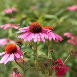 Bíbor kasvirág, rózsaszín