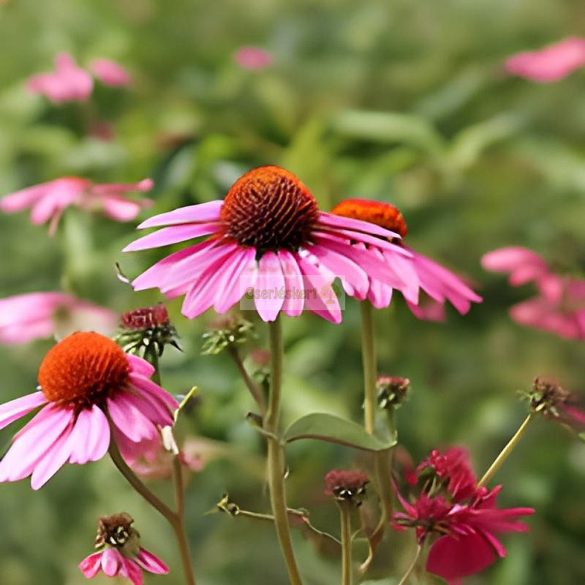 Bíbor kasvirág, rózsaszín