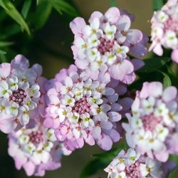 Gibraltári tatárvirág