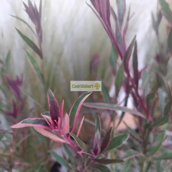 Díszgyertya, tarka levelű díszgyertya