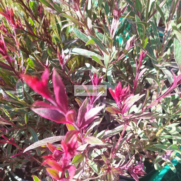 Díszgyertya, tarka levelű díszgyertya