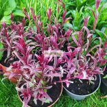 Díszgyertya, tarka levelű díszgyertya