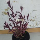 Díszgyertya, tarka levelű díszgyertya