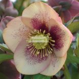 Hunyor, Keleti hunyor barackrózsaszín