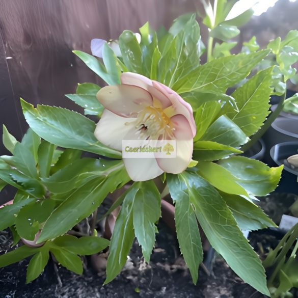 Hunyor, Keleti hunyor barackrózsaszín