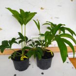 Hunyor, Keleti hunyor barackrózsaszín