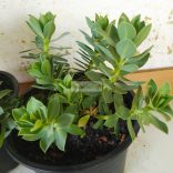 Kutyatej, Délszaki kutyatej