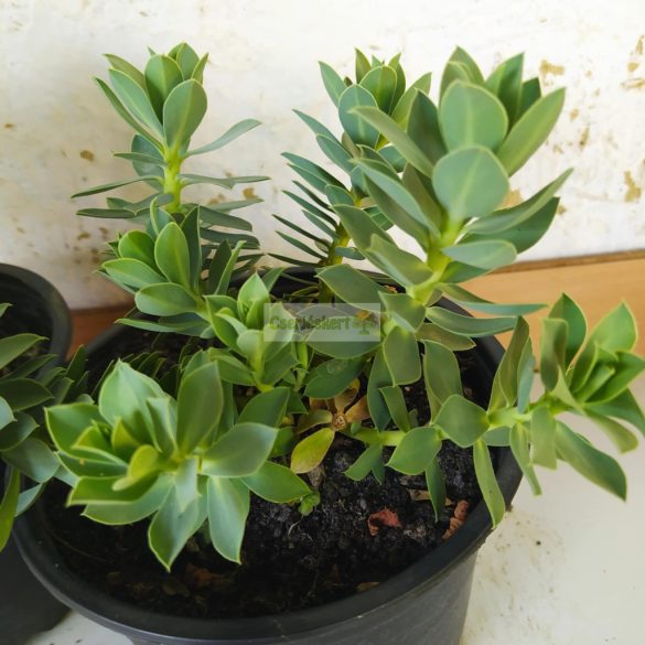 Kutyatej, Délszaki kutyatej