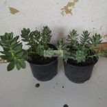 Kutyatej, Délszaki kutyatej