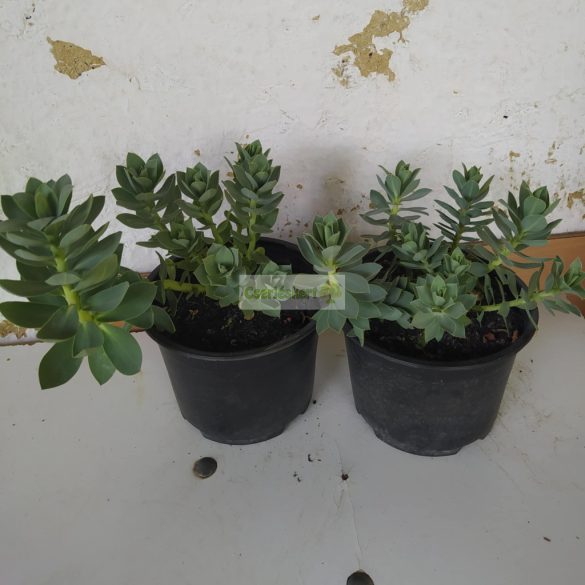 Kutyatej, Délszaki kutyatej