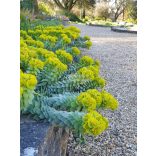 Kutyatej, Délszaki kutyatej