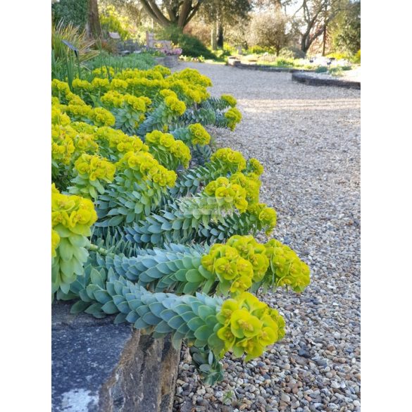 Kutyatej, Délszaki kutyatej