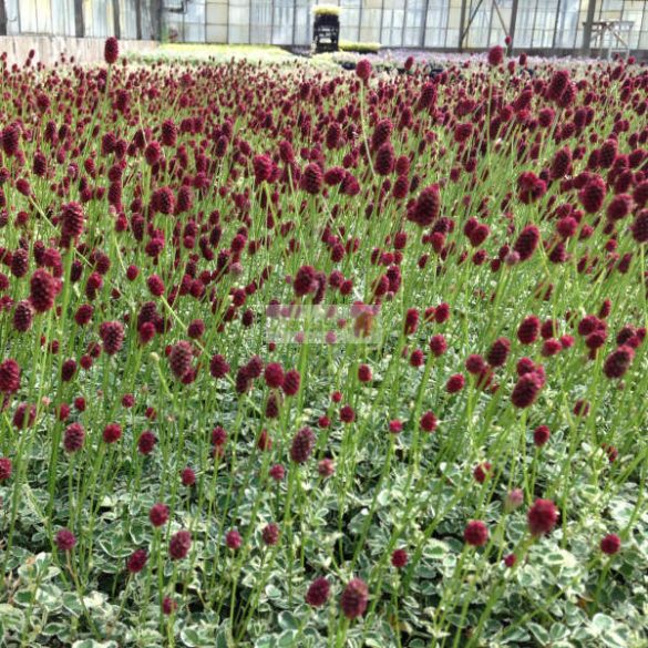 Vérfű, kis vérfű 