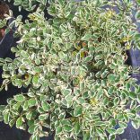 Vérfű, kis vérfű 