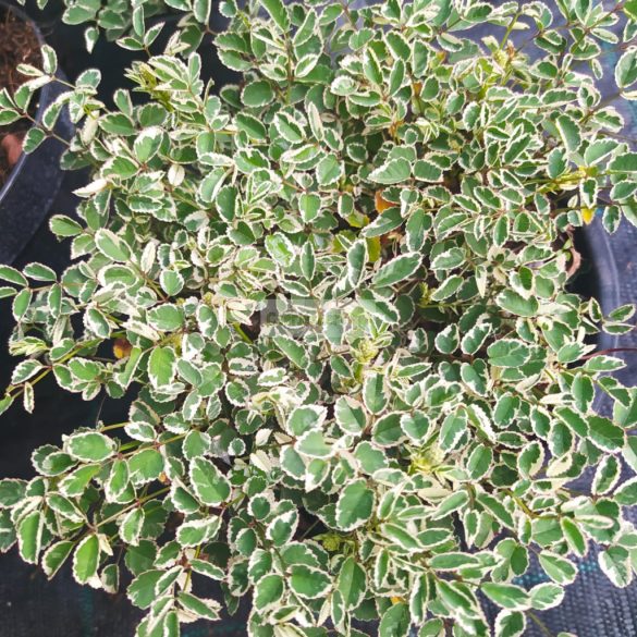 Vérfű, kis vérfű 