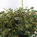 Vérfű, kis vérfű 