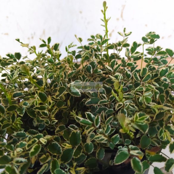 Vérfű, kis vérfű 