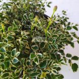 Vérfű, kis vérfű 