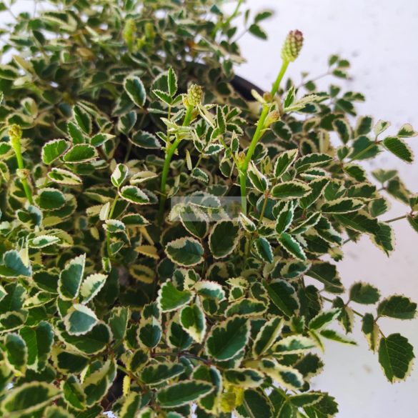 Vérfű, kis vérfű 