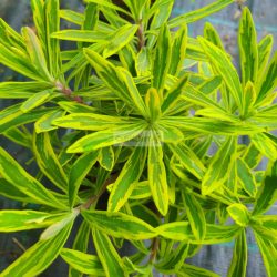 Kutyatej, Színeváltó, tarka kutyatej