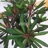 Kutyatej, Színes kutyatej