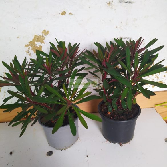 Kutyatej, Színes kutyatej