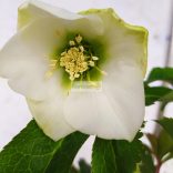 Hunyor, keleti hunyor fehér