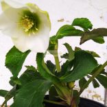 Hunyor, keleti hunyor fehér