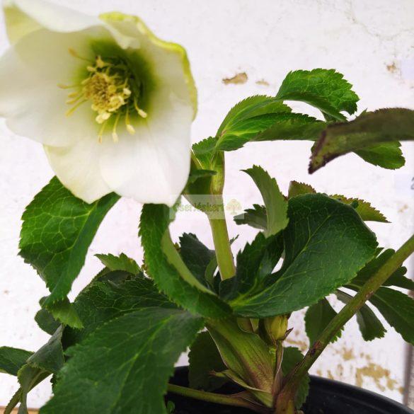 Hunyor, keleti hunyor fehér