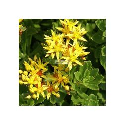 Varjúháj, Kamcsatkai varjúháj