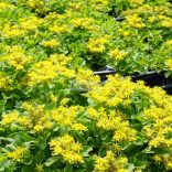 Varjúháj, Japán varjúháj