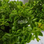 Varjúháj, Japán varjúháj