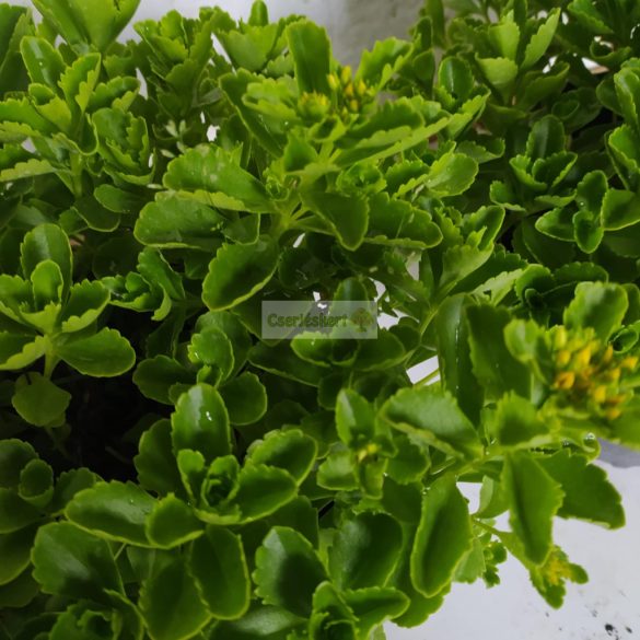 Varjúháj, Japán varjúháj