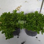 Varjúháj, Japán varjúháj