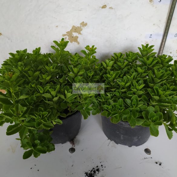 Varjúháj, Japán varjúháj