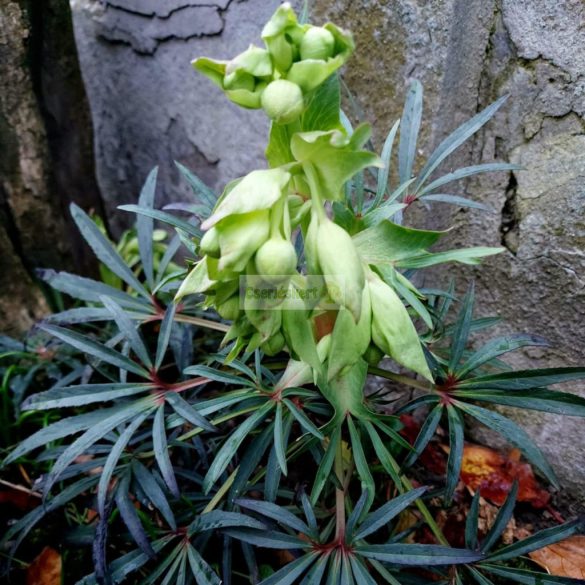 Hunyor, télizöld hunyor