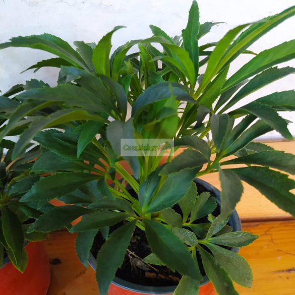 Hunyor, télizöld hunyor