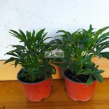 Hunyor, télizöld hunyor