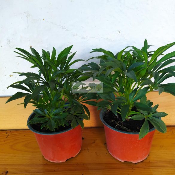 Hunyor, télizöld hunyor