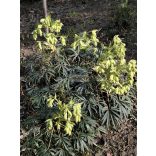 Hunyor, télizöld hunyor