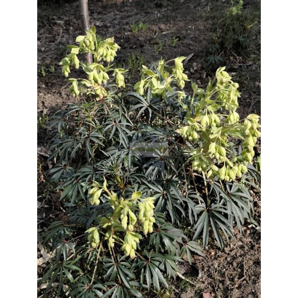 Hunyor, télizöld hunyor