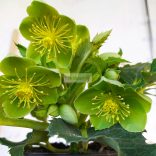 Hunyor, Stern hibrid hunyor