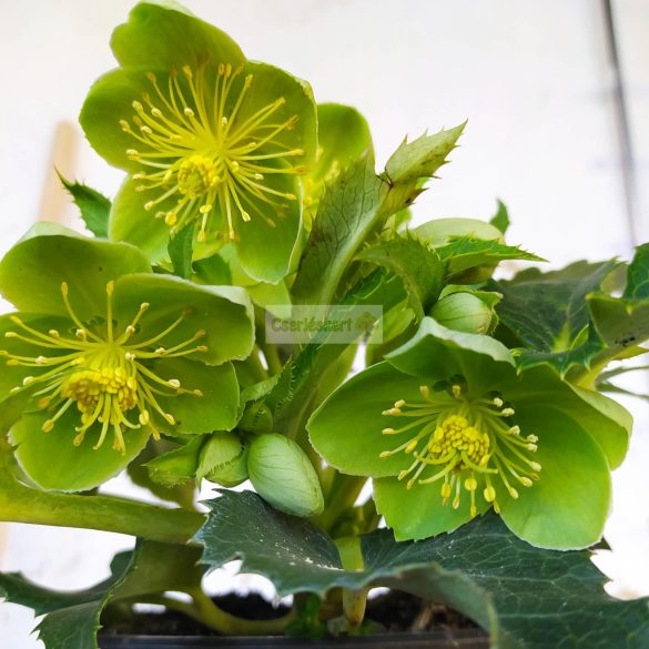 Hunyor, Stern hibrid hunyor