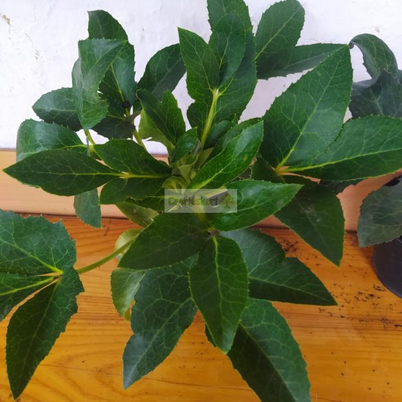 Hunyor, Stern hibrid hunyor