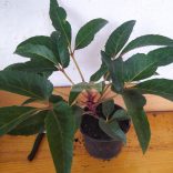 Hunyor, Stern hibrid hunyor