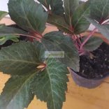 Hunyor, Stern hibrid hunyor