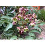 Hunyor, Stern hibrid hunyor