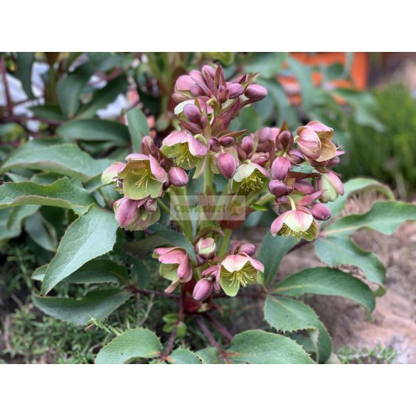 Hunyor, Stern hibrid hunyor