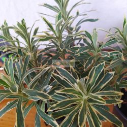 Kutyatej, Silver Swan 