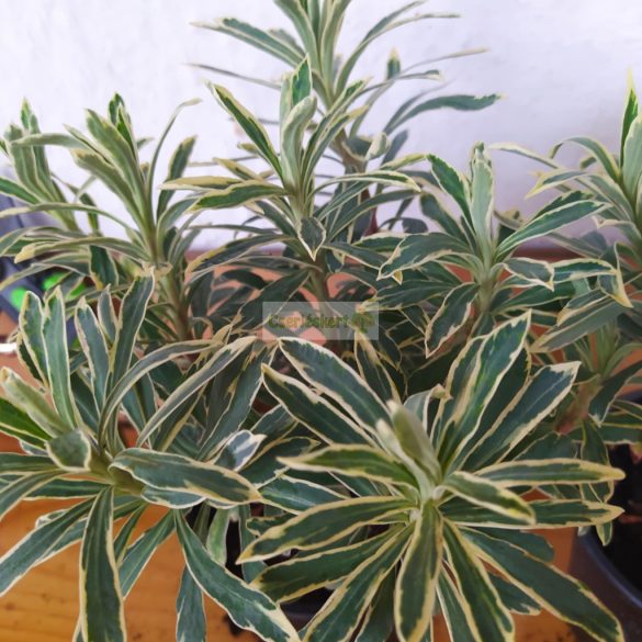 Kutyatej, Silver Swan 